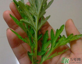 蒿子是艾葉嗎？蒿子和艾葉的區(qū)別