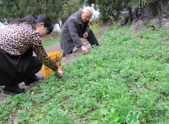 蒿子怎么保存？蒿子能放速凍保存嗎？