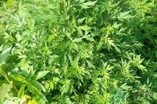 艾草可以泡腳嗎？艾葉泡腳的功效與作用