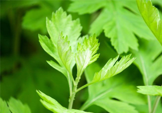 艾草是哪個(gè)季節(jié)的？艾草是什么季節(jié)采摘？