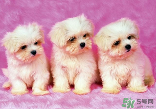 狗狗能吃薺菜嗎？狗吃了薺菜會生病嗎？
