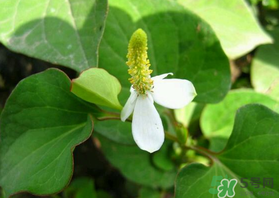 薺菜和魚腥草能一起吃嗎？薺菜和魚腥草可以同時(shí)泡茶嗎？
