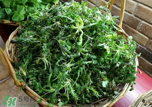 乙肝能吃薺菜嗎？乙肝病人可以吃薺菜嗎？