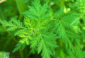 青蒿是什么植物？青蒿是種子植物還是裸子植物？