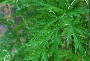 青蒿是什么植物？青蒿是種子植物還是裸子植物？