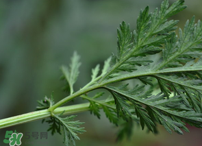 蒿子怎么做好吃？蒿子能涼拌嗎？