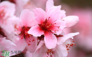 清明節(jié)還有桃花嗎？清明節(jié)去哪里看桃花？