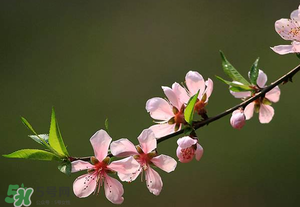 清明節(jié)還有桃花嗎？清明節(jié)去哪里看桃花？