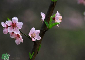 清明節(jié)還有桃花嗎？清明節(jié)去哪里看桃花？