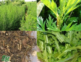 青蒿可以泡水喝嗎？青蒿能泡水喝嗎？