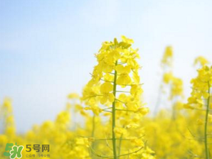 2017年清明節(jié)油菜花開了嗎？2017年清明節(jié)還有油菜花嗎？