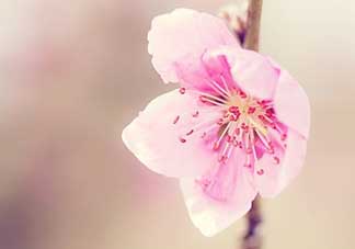 清明節(jié)還有桃花嗎？清明節(jié)去哪里看桃花？