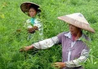 青蒿可以泡水喝嗎？青蒿能泡水喝嗎？