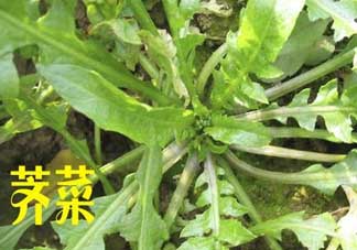 薺菜和狗肉能一起吃嗎？狗肉跟薺菜可以同食嗎？