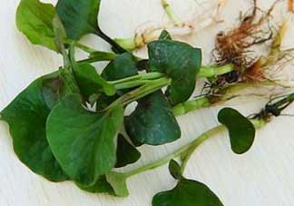 薺菜和魚腥草能一起吃嗎？薺菜和魚腥草可以同時泡茶嗎？