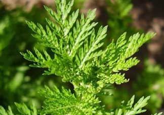 青蒿是什么植物？青蒿是種子植物還是裸子植物？