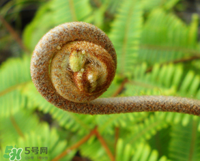 蕨菜什么時(shí)候采摘？蕨菜什么時(shí)候有？