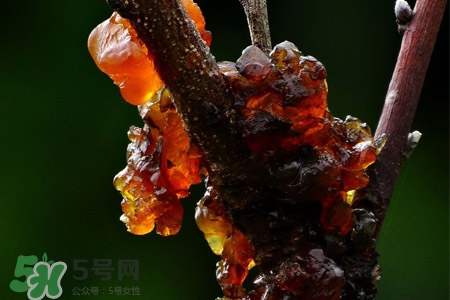 桃膠如何保存？桃膠怎么保存？