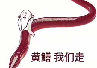 黃鱔為什么火了？黃鱔我們走為什么火了？