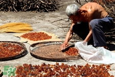 桃膠適合什么季節(jié)吃？桃膠什么季節(jié)吃最好？