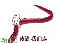 七彩皮皮鱔我們往死里鉆是什么意思？七彩皮皮鱔我們?nèi)€(gè)好地方是什么意思？