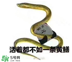 七彩皮皮鱔我們往死里鉆是什么意思？七彩皮皮鱔我們?nèi)€(gè)好地方是什么意思？