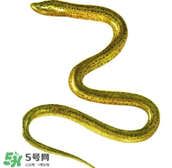 七彩皮皮鱔我們往死里鉆是什么意思？七彩皮皮鱔我們?nèi)€(gè)好地方是什么意思？