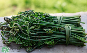 蕨菜能吃嗎？蕨菜可以吃嗎？