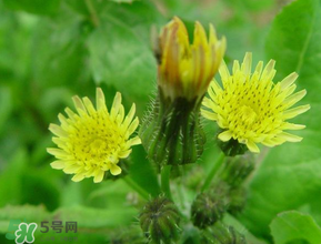 苦菜什么時候有？苦菜幾月份有？