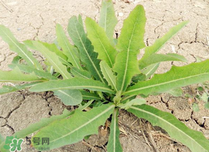 苦菜什么人不能吃？什么體質(zhì)不宜吃苦菜？