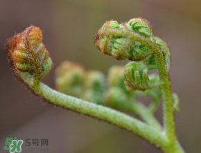 吃蕨菜會過敏嗎？皮膚過敏能吃蕨菜嗎？