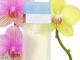dolce gabanna香水哪款好聞？DG杜嘉班納香水推薦