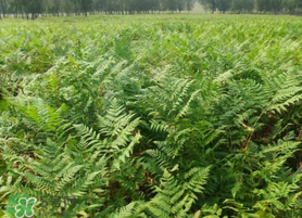 蕨菜可以種植嗎？蕨菜怎么種植？