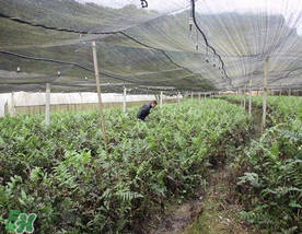 蕨菜可以種植嗎？蕨菜怎么種植？