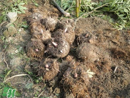 魔芋什么時(shí)候種植？魔芋怎么種植技術(shù)？