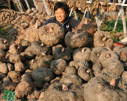 魔芋什么時(shí)候種植？魔芋怎么種植技術(shù)？