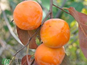 柿子什么季節(jié)成熟？柿子什么時(shí)候吃最好？