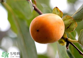 柿子為什么會澀？柿子怎么吃不澀？