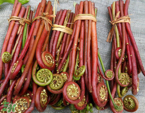 蕨菜是發(fā)物嗎？蕨菜是不是發(fā)物嗎？