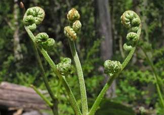 野生蕨菜多少錢一斤？蕨菜多少錢一斤？