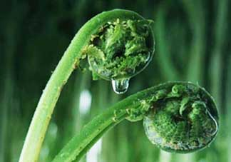 吃蕨菜會過敏嗎？皮膚過敏能吃蕨菜嗎？