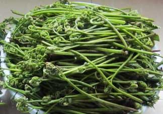 吃蕨菜有什么好處？吃蕨菜的好處