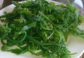 蕨菜是發(fā)物嗎？蕨菜是不是發(fā)物嗎？