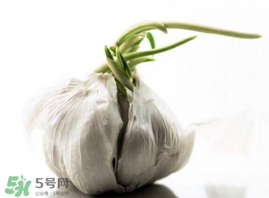 發(fā)芽的大蒜能吃嗎？發(fā)芽的大蒜能不能吃