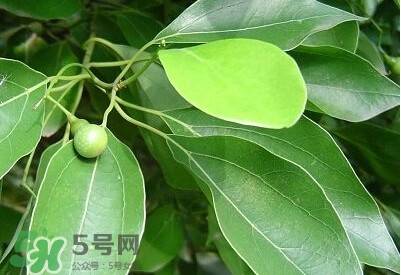 香樟樹的香味有害嗎？香樟樹的香味有沒有害