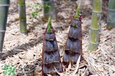 過敏體質(zhì)可以吃春筍嗎？皮膚過敏能吃春筍嗎？