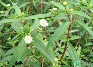 蒲公英的根和葉哪個好？蒲公英葉和根的功效