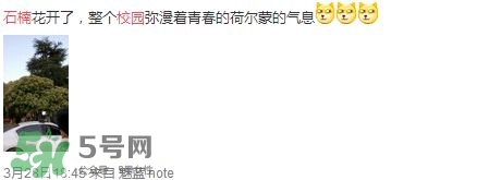 為什么學(xué)校要種石楠花？石楠花的味道為什么這么銷魂？