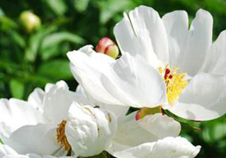 白芍可以美白嗎？白芍怎么美白？