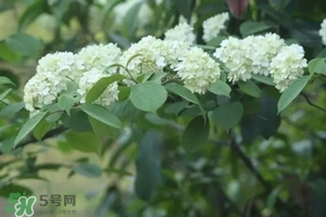 為什么學(xué)校要種石楠花？石楠花的味道為什么這么銷魂？